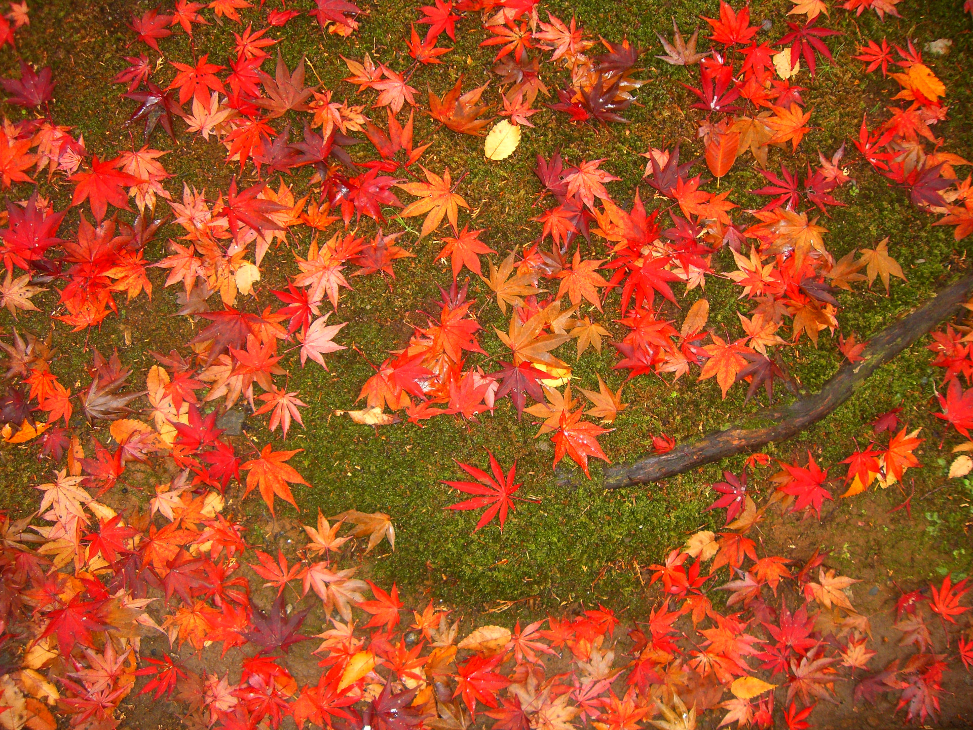 2025年　熱海梅園の紅葉アルバム（11/13更新）